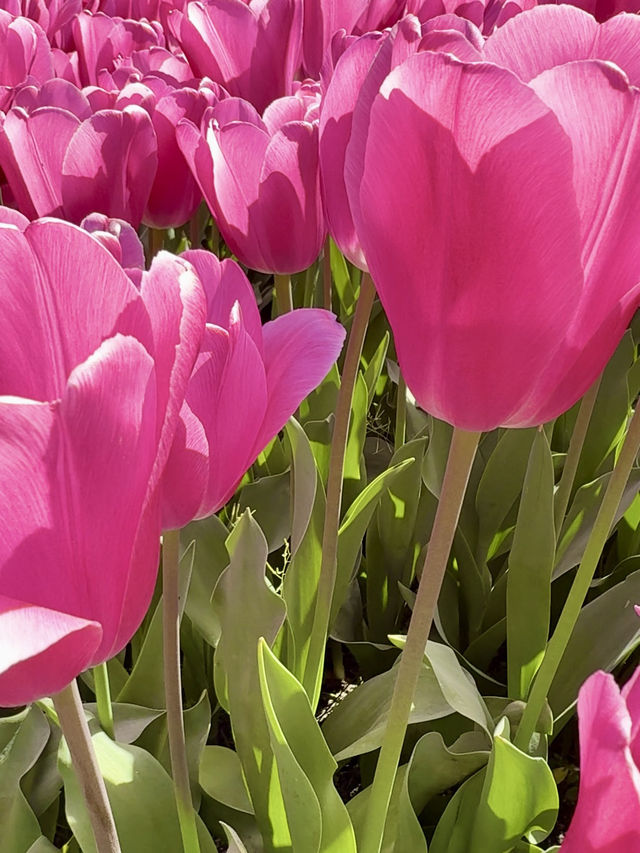 ๐บ More Than Just Flowers ๐บ More Than Just Flowers