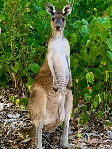 西オーストラリアのカンガルー：アウトバックの象徴 🦘🇦🇺 | Trip.com