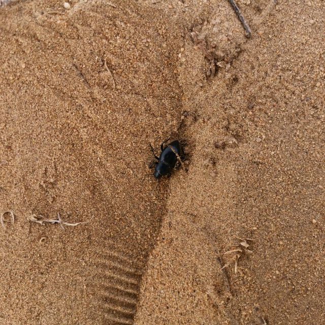 #Ordos Desert #Inner Mongolia #Visit #05/2019