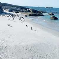 #Boulders Penguin Beach#Simon town #Capetown