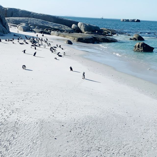 #Boulders Penguin Beach#Simon town #Capetown