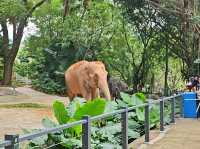 Meet the Wildlife in Shenzhen Safari Park