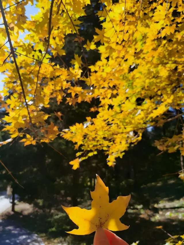 日坛公園の秋の風情が濃い