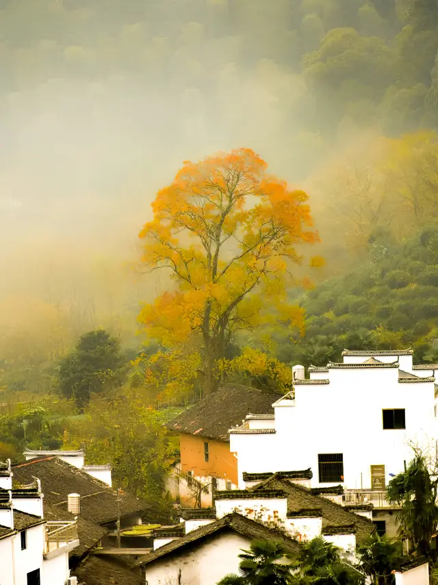 Shicheng Red Maple in Wuyuan: The photos are stunning, but the reality is quite ordinary