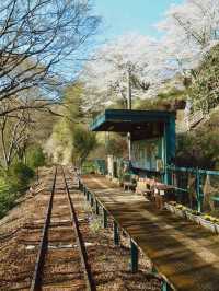 距離東京只有兩小時的櫻花鐵道