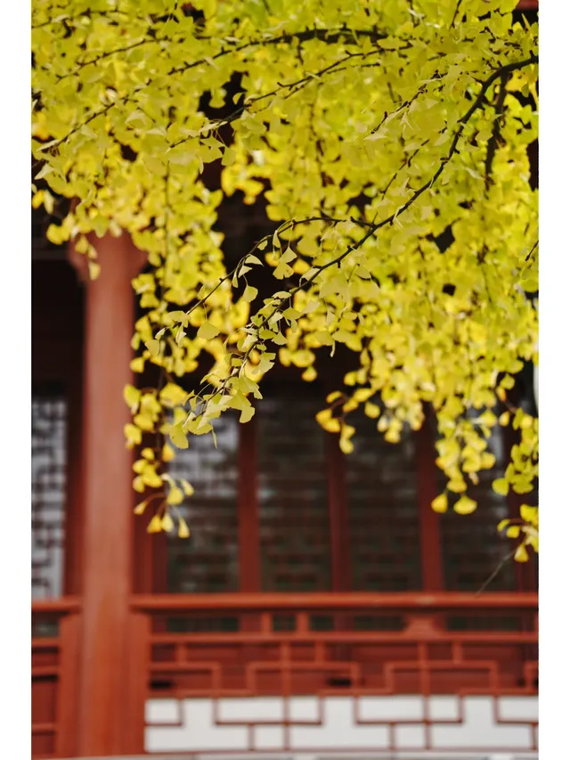 古華園 | 上海你不宣傳這裡你糊塗啊