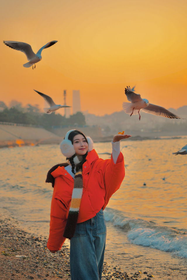 冬季來青島最浪漫的小事：看一場棧橋海鷗日出