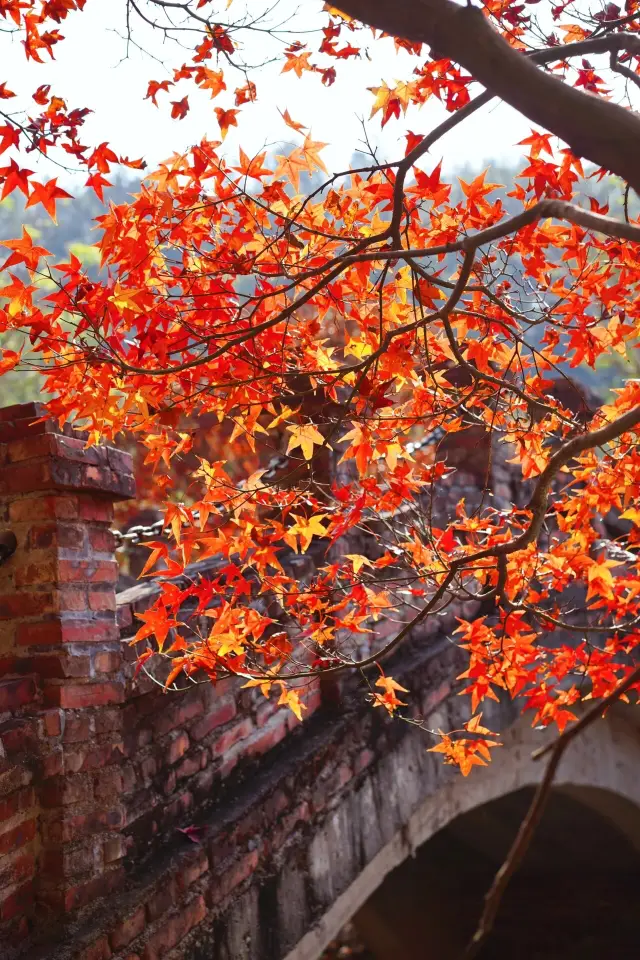 I declare! The maple leaves here are the most beautiful in all of Guangdong, stunning everyone on social media