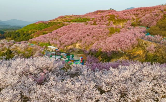 福建大山裡這片千畝櫻花海你確定不來看看？