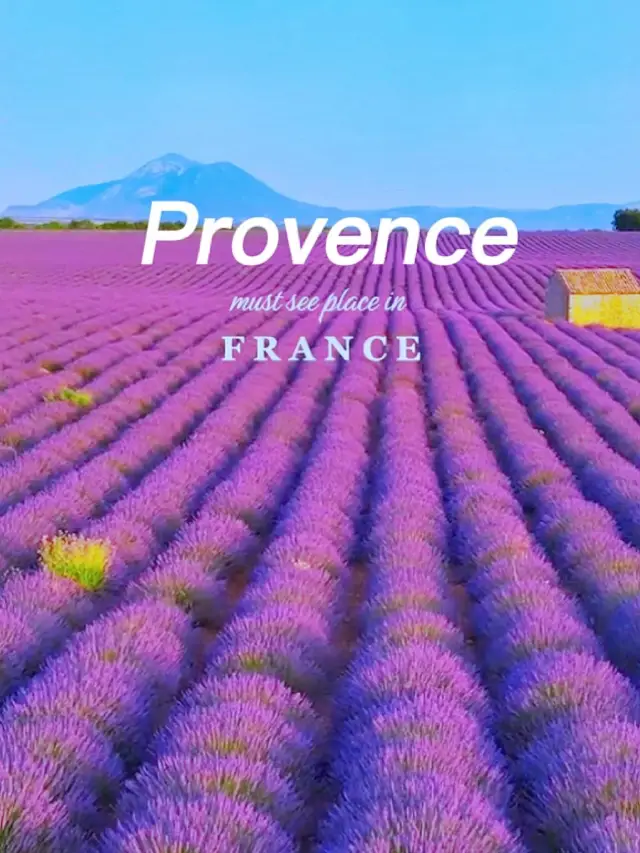 法國|普羅旺斯，奔跑喺浪漫嘅薰衣草花海