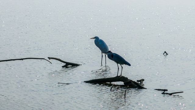 升金湖丨有著"中國鶴湖"之稱