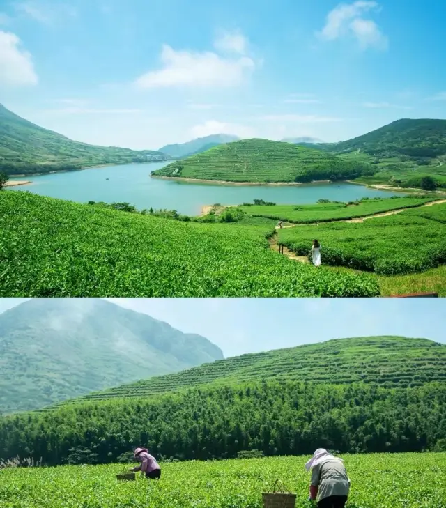 No less than Wugong Mountain!! Xiapu Dayu Mountain Island has a natural grassland of ten thousand mu