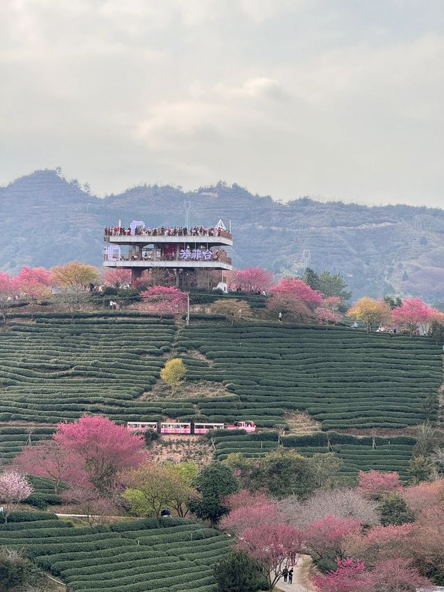 《國家地理》沒騙我福建的櫻花茶園美成畫|||