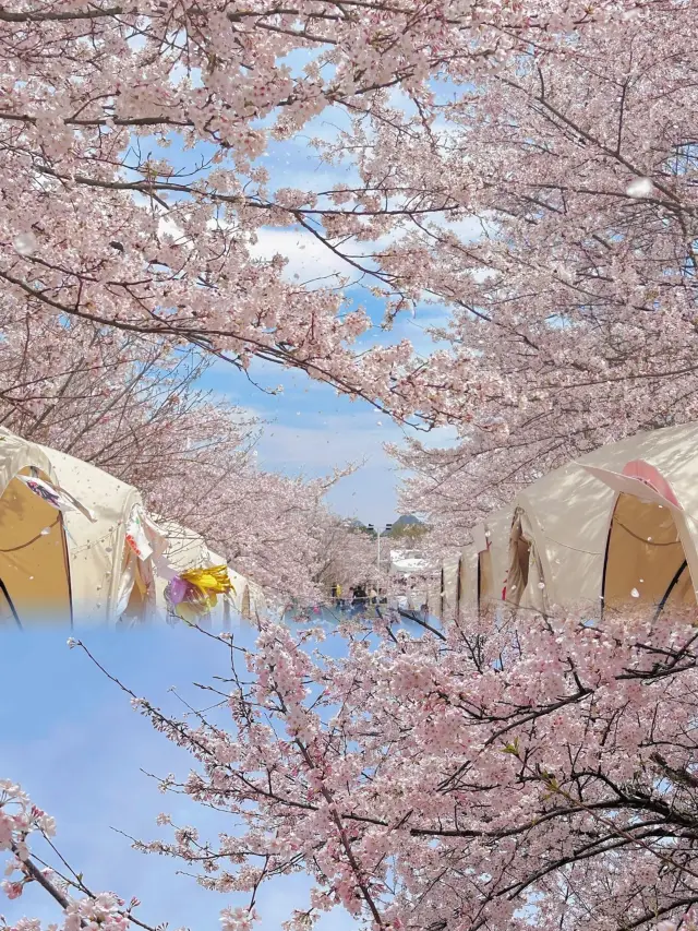 안순은 국가 지리학에서 가장 아름다운 벚꽃 성지로 평가받았습니다!!