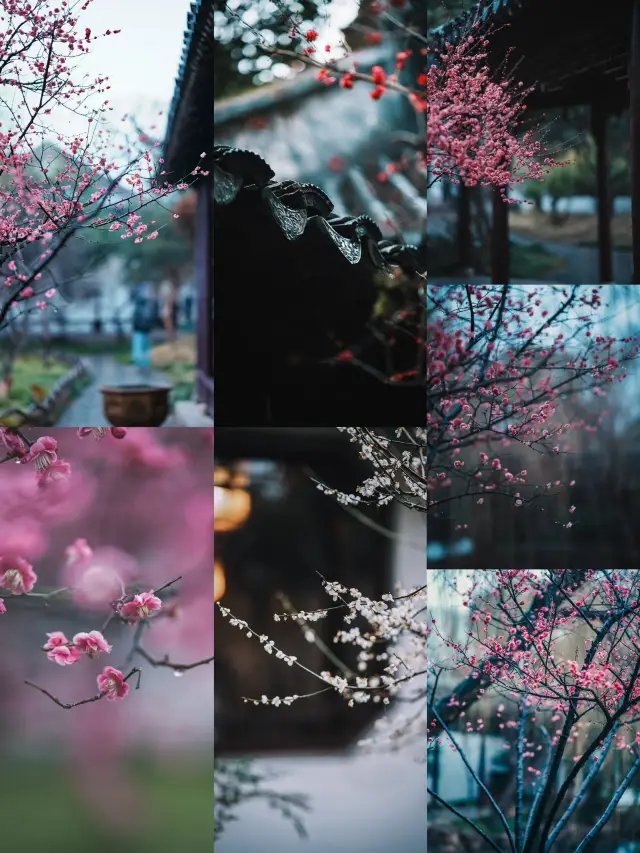 The Lantern Festival matches perfectly with plum blossoms | Ke Garden