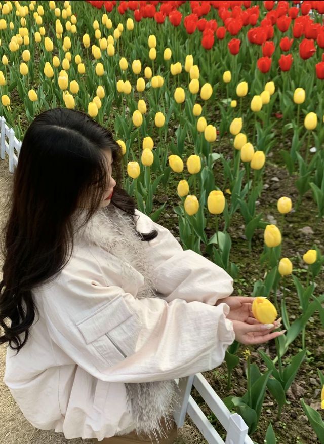 重慶動物園的鬱金香也太美了吧！