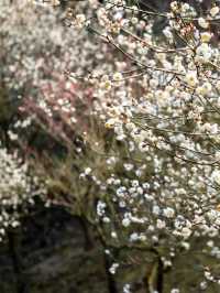 四川最美梅花地大公開