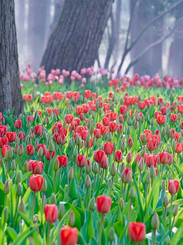 花筑奢·南京｜來中山植物園體驗春日瑰麗的花海之旅