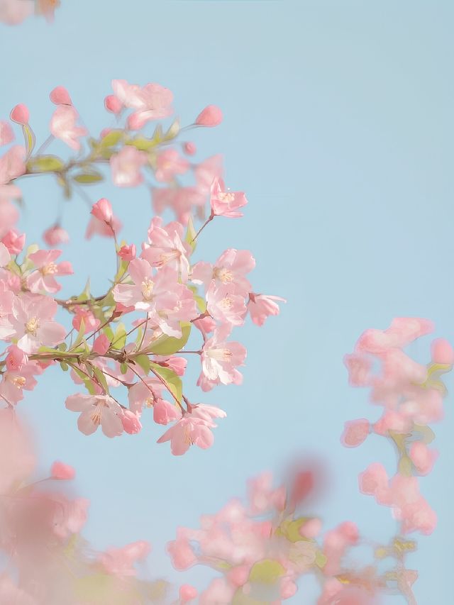 3月圓通山賞花你值得