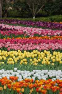 掉進油畫裡這片鬱金香太美寧波植物園