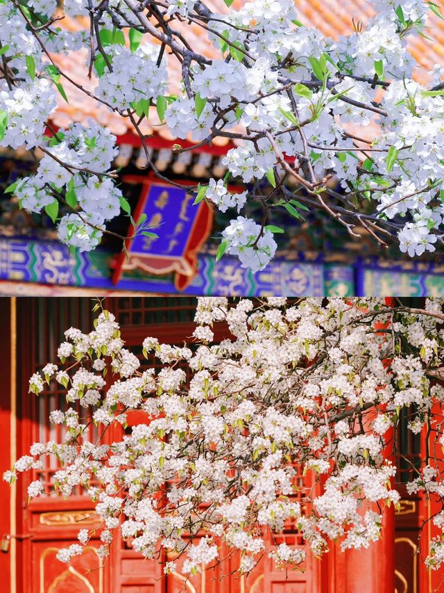追尋北京的花卉，怎能不去故宮？真是糊塗！一定要去