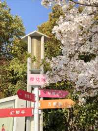 高東櫻花節，快來玩
