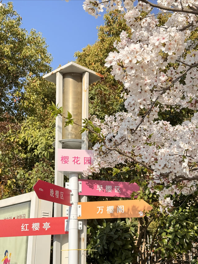 高東櫻花節，快來玩