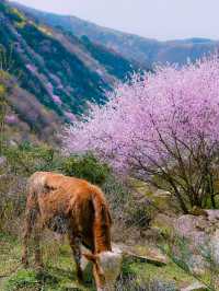 西安‖藍田‖三鳳山桃花季上線