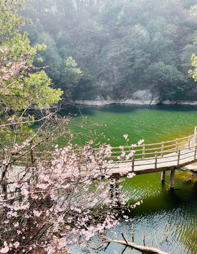 武漢清涼寨3200餘畝野櫻花競相綻放