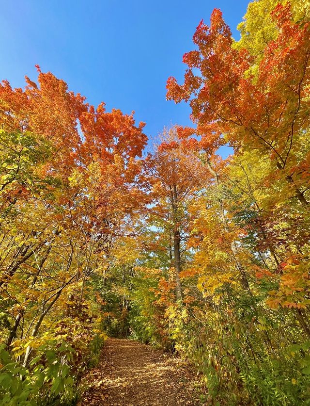 多倫多市區公園賞楓，簡直不要太美了！