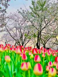 春日賞花去東湖｜東湖賞花去磨山