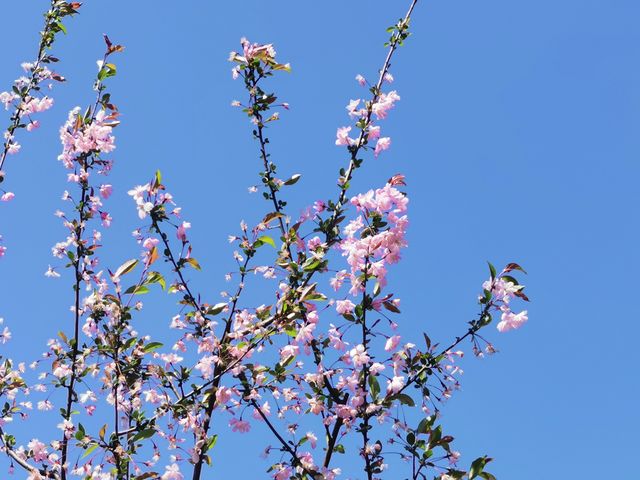 櫻花、海棠與空中列車 | 武漢西苑公園