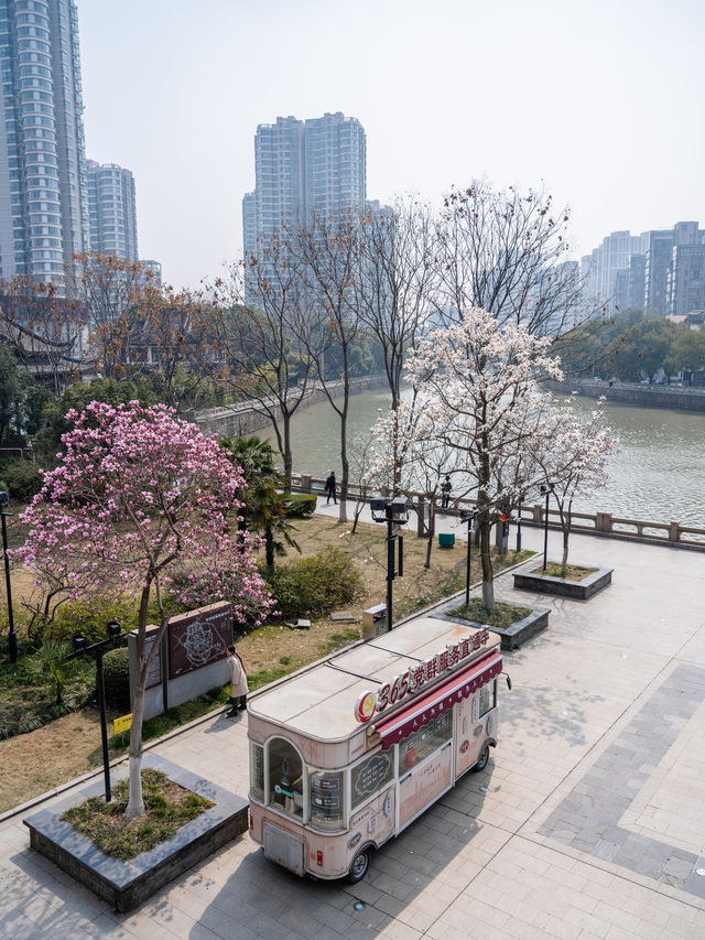 常州玉蘭花地圖三月頂流