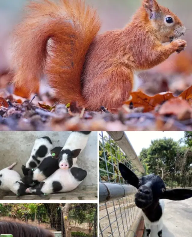 深圳遛娃！比動物園還好玩！暑期不能錯過