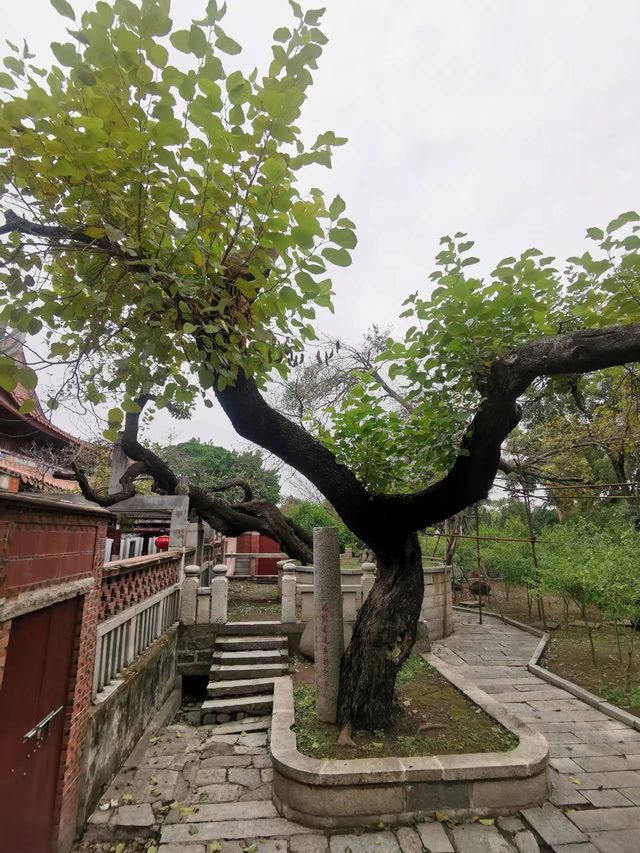 「此地古稱佛國，滿街都是聖人」，泉州名片：開元寺