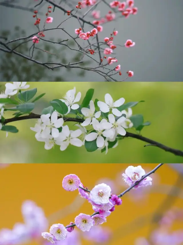 The red plum blossoms are a testament to beauty—I've heard they are the most beautiful in Changzhou