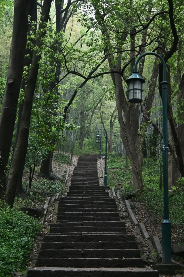 Raise your hand if you love forests and let me share a hidden green gem in Hangzhou!