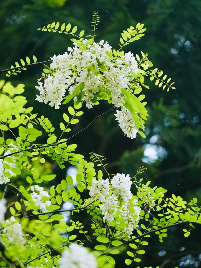 槐花幾時開槐花終於開