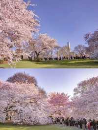 Central Park Cherry Blossoms are Blooming ❤️