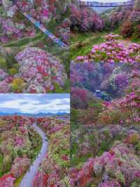 高鐵直達地球花園剛拍的貴州杜鵑花海