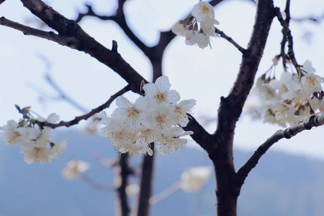 春暖花開|這個時節來這剛剛好