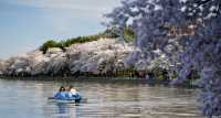 華盛頓櫻花|潮汐湖畔絕美的櫻花目的地