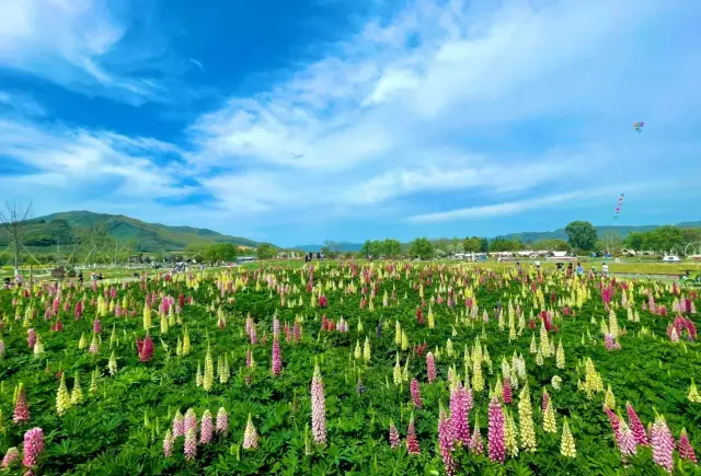 この4月には、杭州の千エーカーの花海で春に偶然出会いましょう！