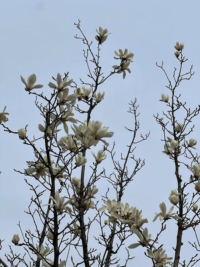 坐著小火車，開啟世博園踏青賞花之旅