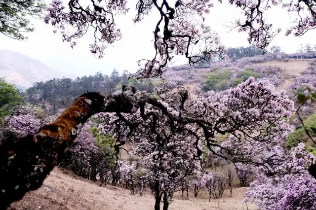 The romance of Jiaozi Snow Mountain