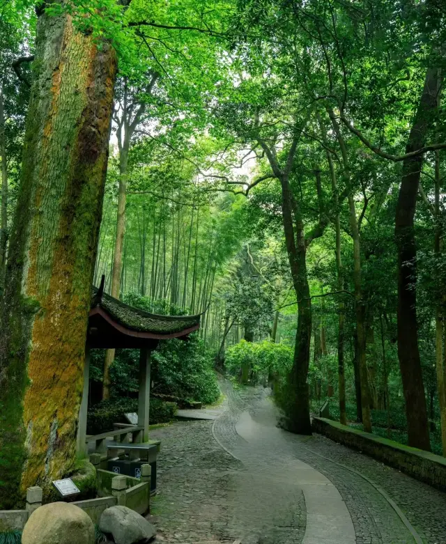 The Cloud Dwelling Bamboo Path