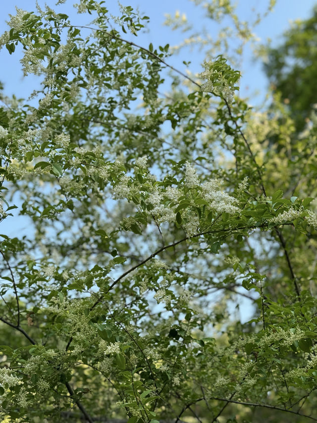 泉城公園識植物