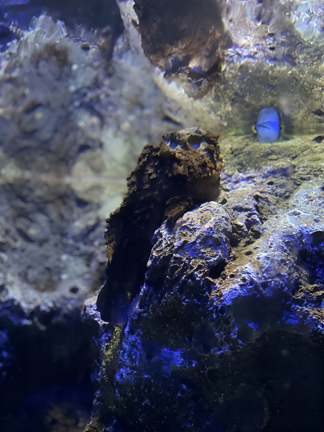 不可錯過的泰國·芭提雅·海底世界