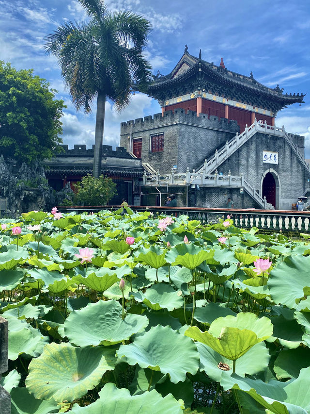 誤入藕花深處，深圳小蘇杭，古城荷花