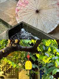 閬中古城一 聽雨 逗貓 愜意